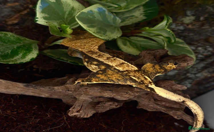 Gecko reptiles - Advert 6