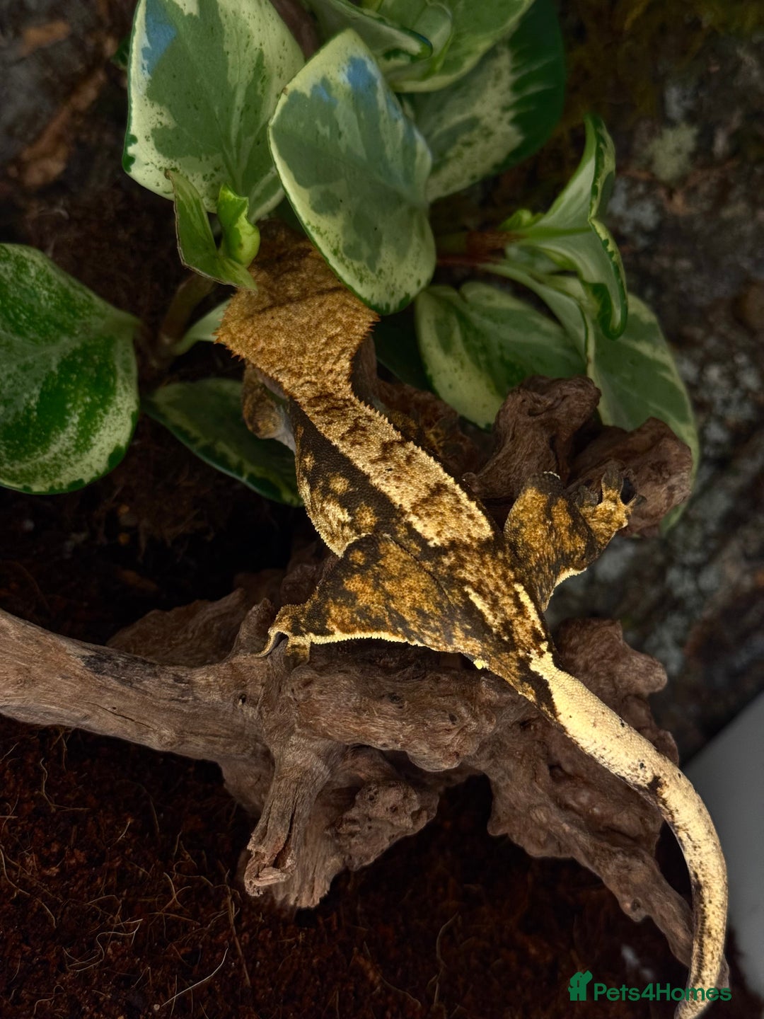 Gecko reptiles for sale: Beautiful Female Harlequin/Pinstripe Dal  - Image 1