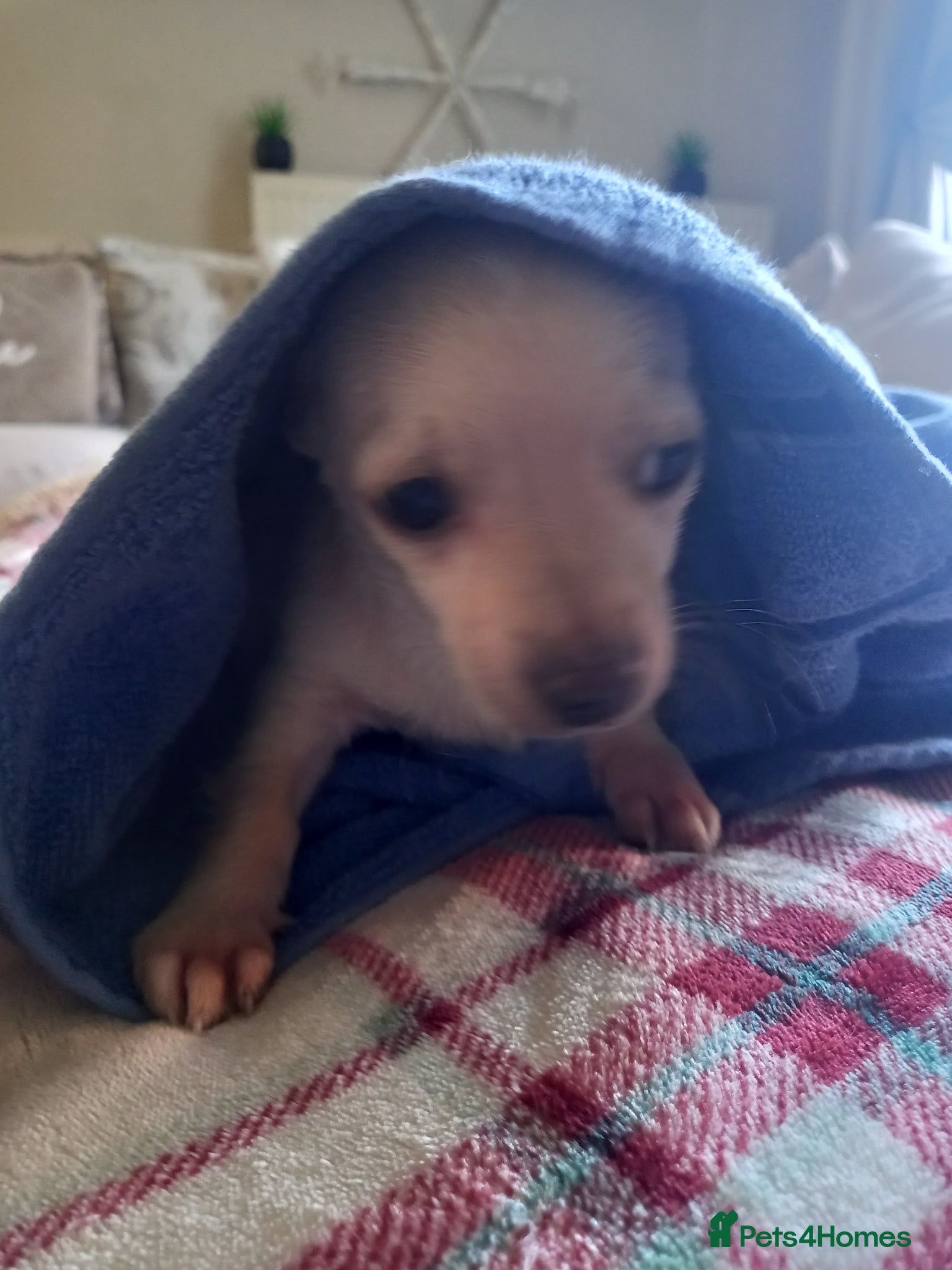 Jack Russell dogs Teddy.Last Adorable puppy - Advert 4