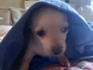 Jack Russell dogs Teddy.Last Adorable puppy - Advert 4