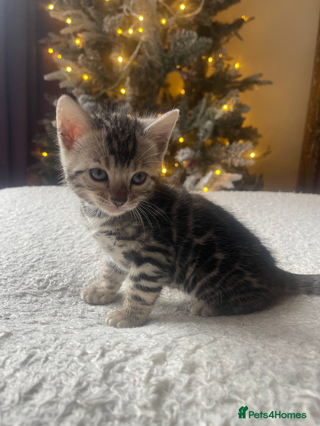 Bengal cats for sale: EXCELLENT BENGAL KITTENS READY BEFORE  ** !!! - Advert 4