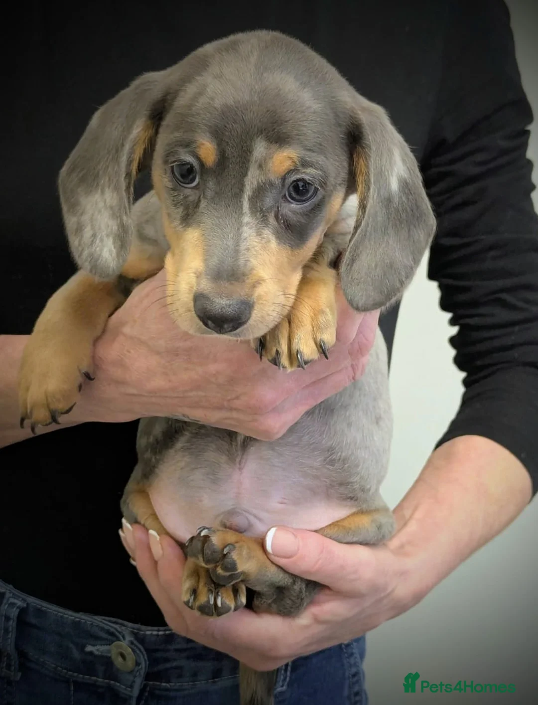 Miniature Dachshund dogs for sale: Ready Now KC Reg Miniature Dachshunds £1000 - Advert 2