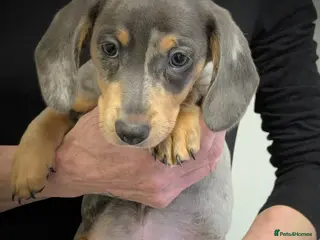 Miniature Dachshund dogs Ready Now KC Reg Miniature Dachshunds - Advert 1