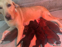 Labradoodle dogs - Advert 4