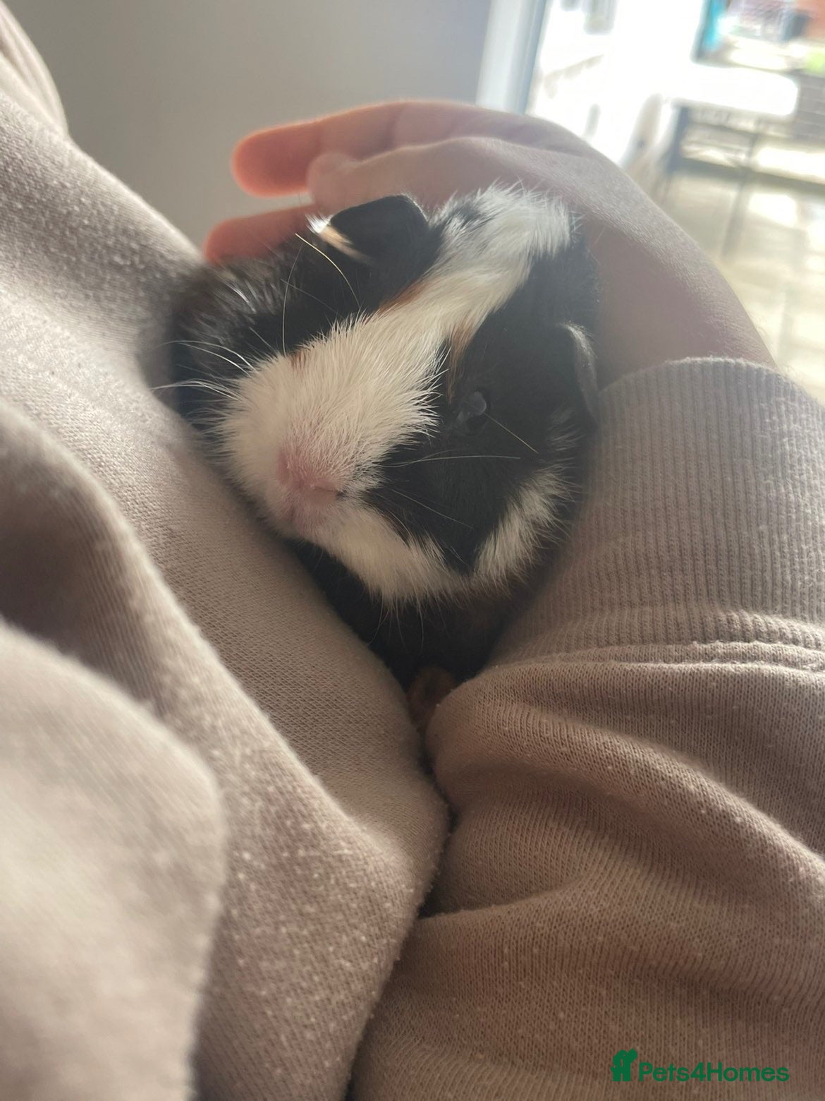 Guinea Pig rodents 2 male guinea pigs - Advert 3