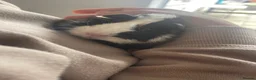 Guinea Pig rodents for sale: 2 male guinea pigs in Sleaford - Advert 1