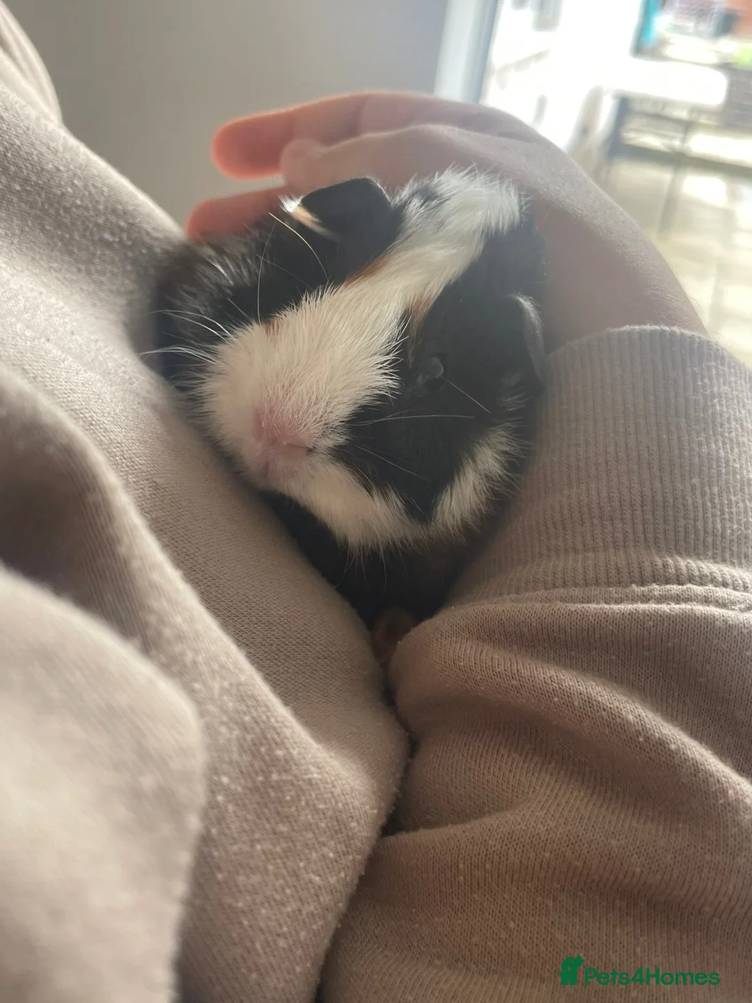 Guinea Pig rodents for sale: 2 male guinea pigs in Sleaford - Advert 1