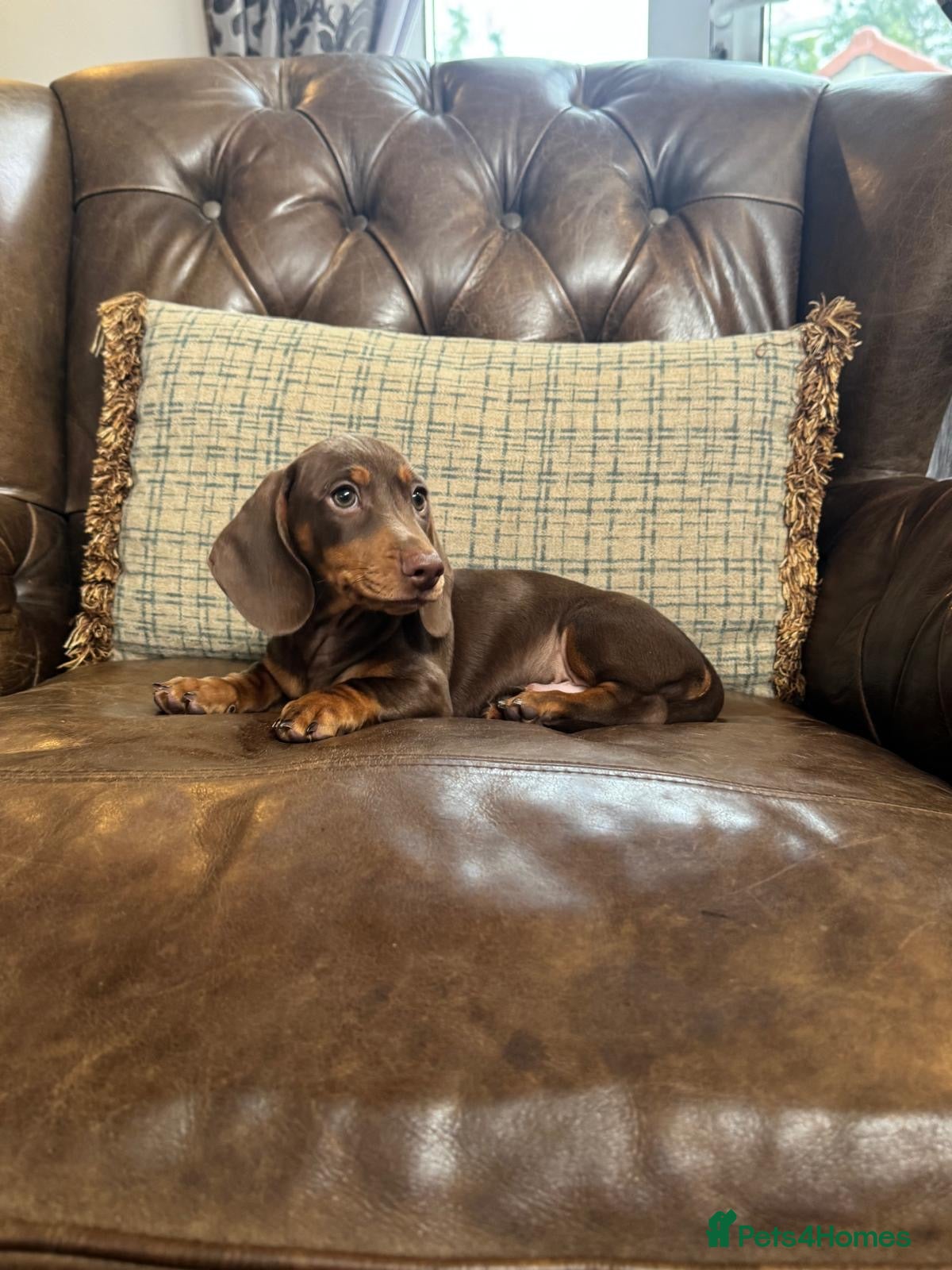 Miniature Dachshund dogs Miniature Dachshund Puppies - Advert 1