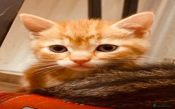 British Shorthair cats for sale: Adorable Kittens FOR SALLE  - Image 3