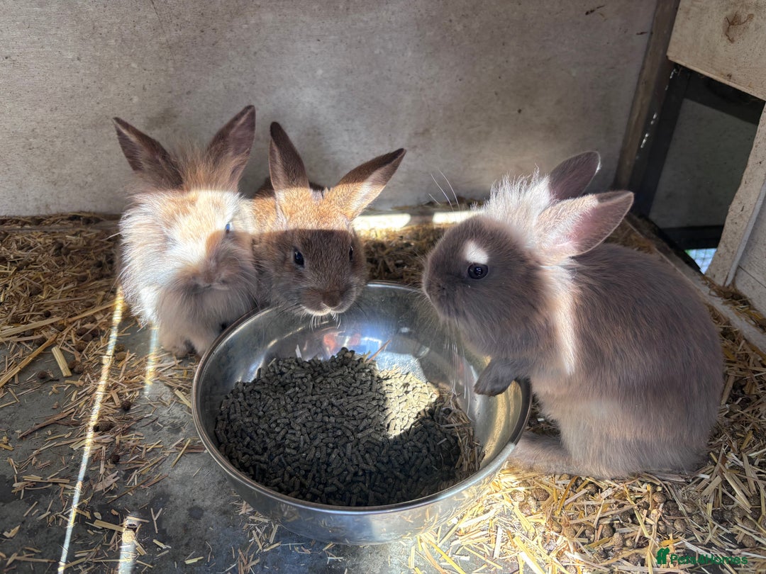 Mini Lion Lop rabbits for sale: READY NOW!! 4 Beautiful Mini Lionhead Lops!  - Image 5