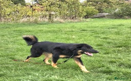 Mixed Breed dogs for adoption: Buddy Needs a Very Special Home - Image 4