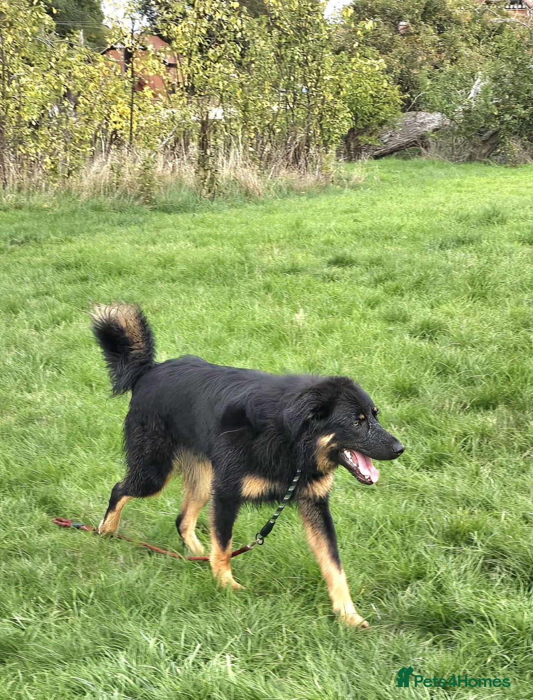 Mixed Breed dogs for adoption: Buddy Needs a Very Special Home - Image 4