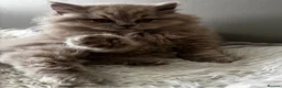 British Longhair cats for sale: **Only 2 Remaining! GCCF British LH/SH Kittens ** - Advert 7