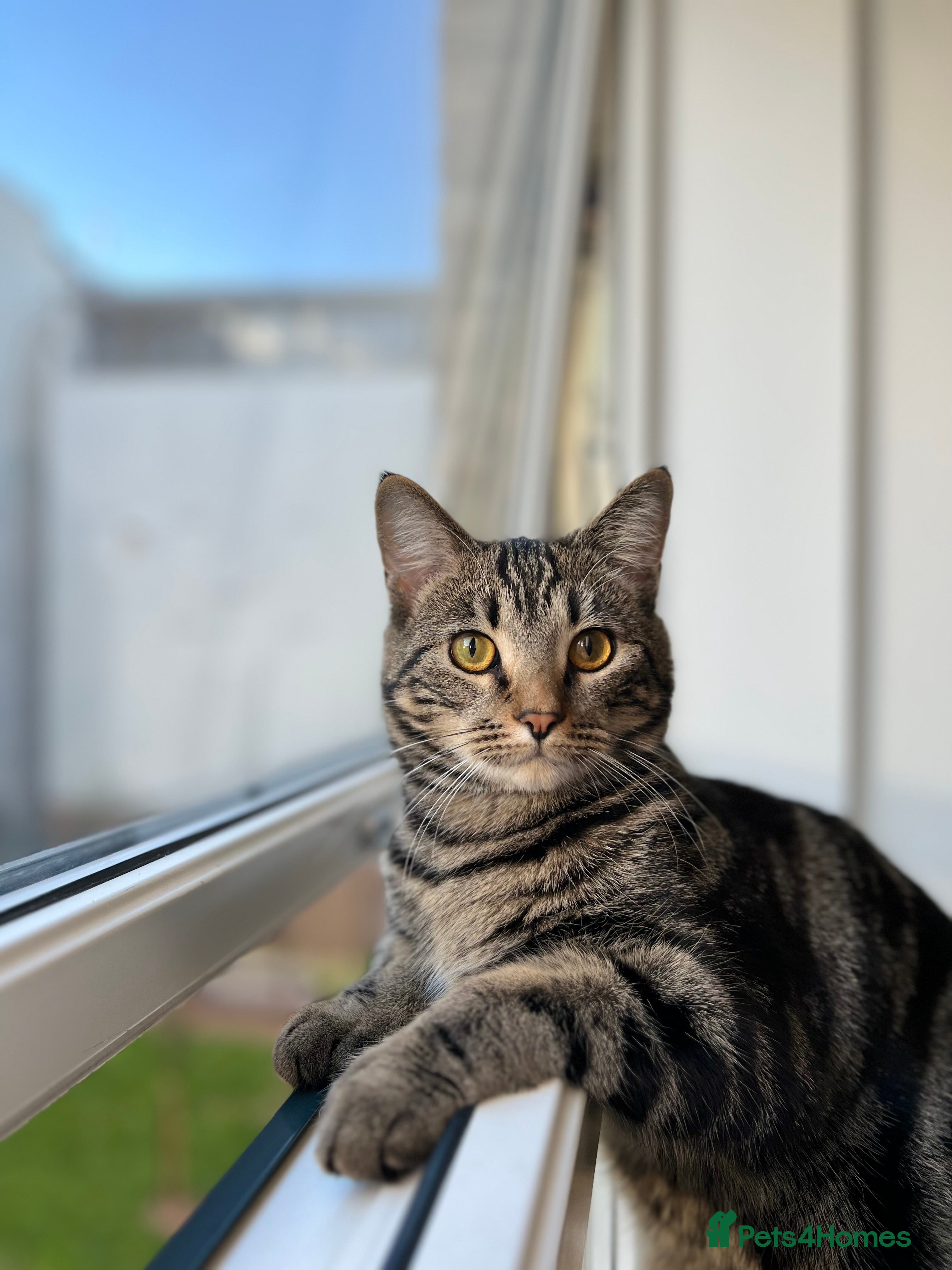 Domestic Shorthair cats Azar  - Advert 1