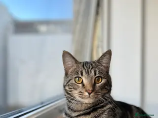 Domestic Shorthair cats Azar - Advert 1