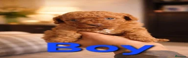 Cavapoo 2