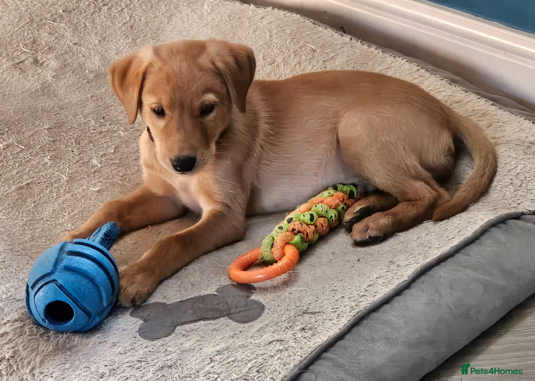 Labrador Retriever dogs Beautiful Fox Red Labrador Retriever Puppies - Advert 4