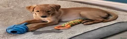 Labrador Retriever dogs for sale: Beautiful Fox Red Labrador Retriever Puppies - Advert 1