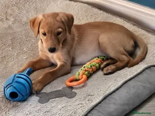 Labrador Retriever dogs Beautiful Fox Red Labrador Retriever Puppies - Advert 4