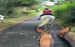 English Thoroughbred horses for sale: 16.3hh Grey Mare - wonderful temperament  - Image 4