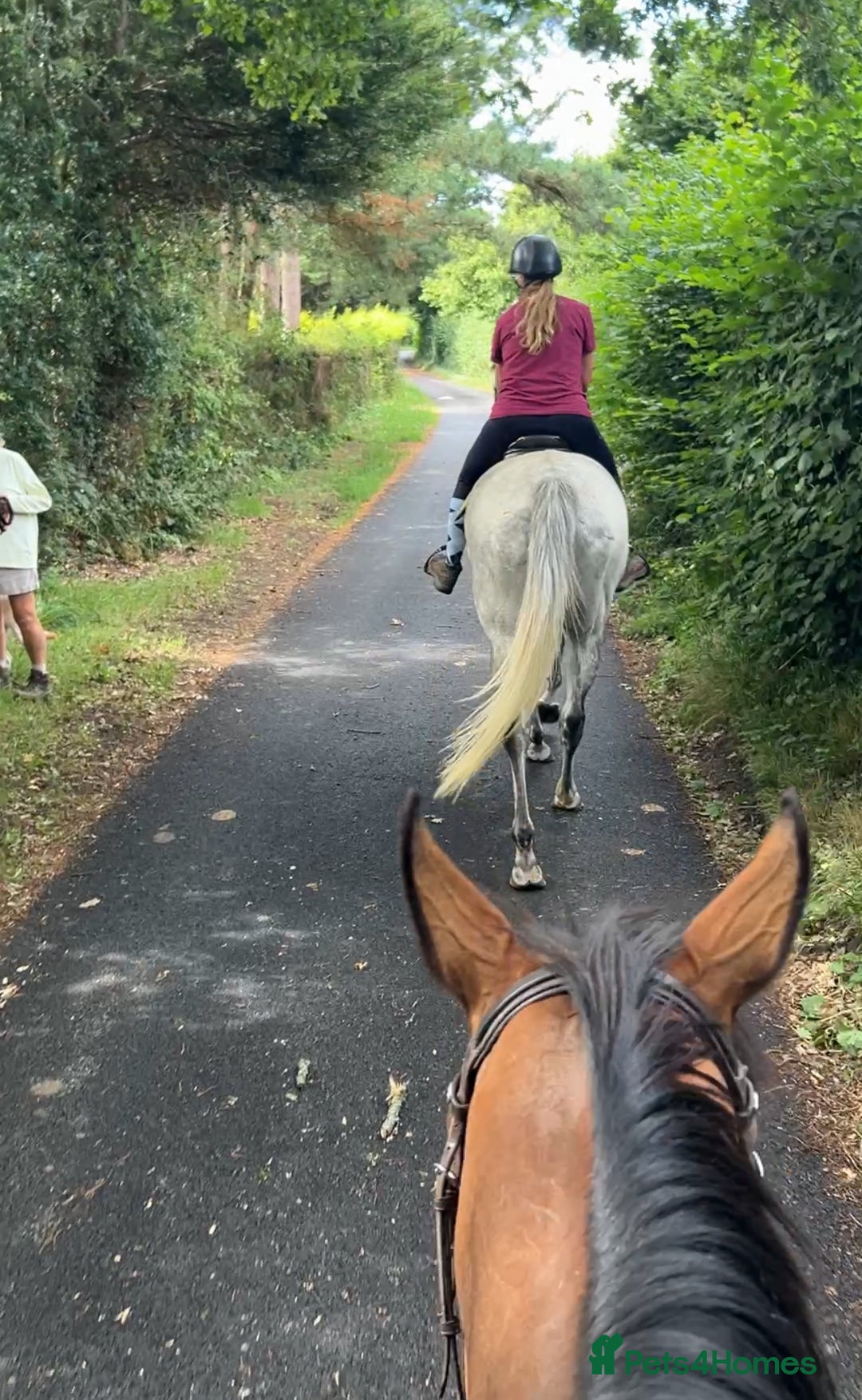 English Thoroughbred horses for sale: 16.3hh Grey Mare - wonderful temperament  - Image 4