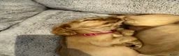 Cocker Spaniel dogs for sale: Gorgeous KC Show Cocker Babies  - Advert 16
