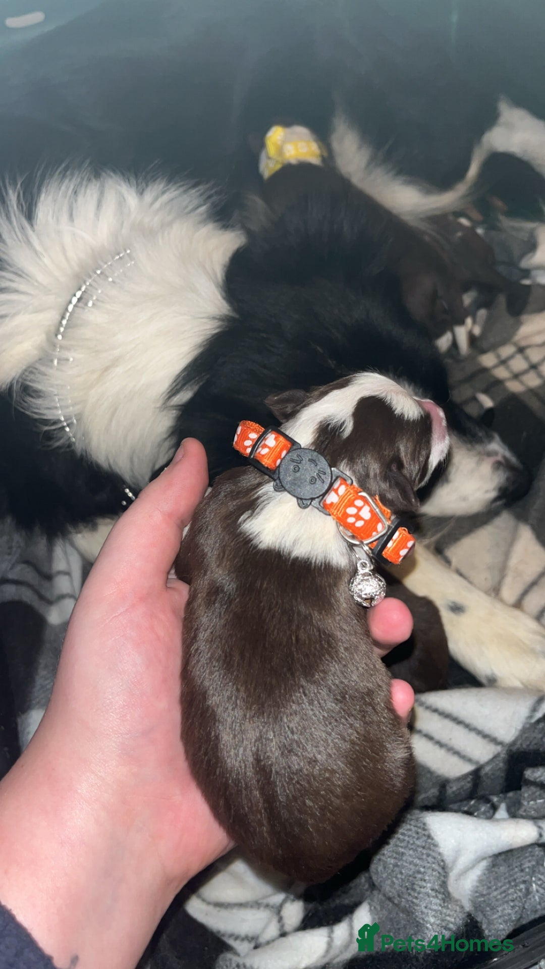 Border Collie dogs for sale: Litter of 7 border collies - Advert 9