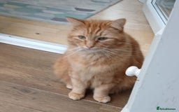 Mixed Breed cats for adoption: BEANS - Advert 3