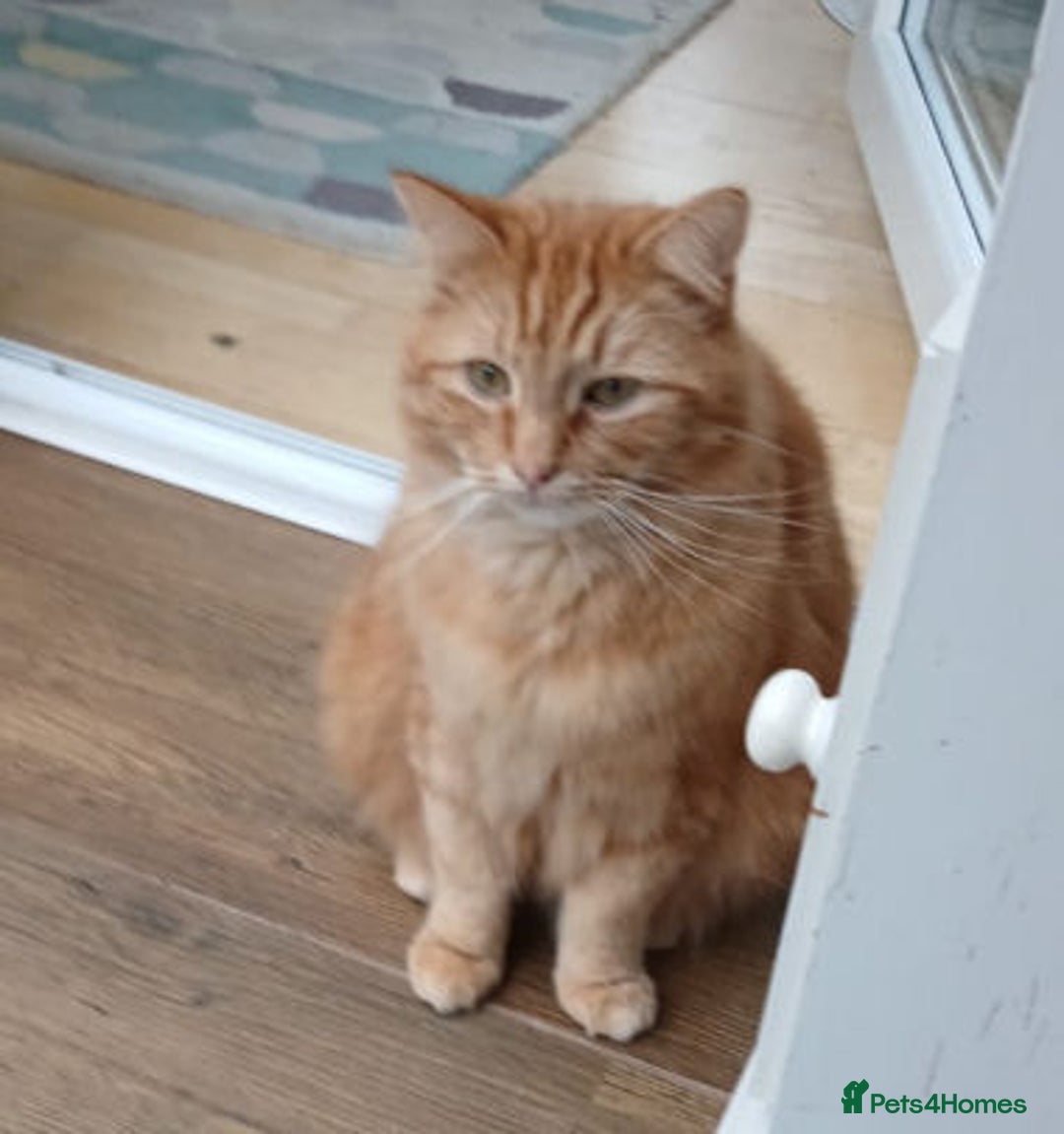 Mixed Breed cats for adoption: BEANS - Advert 3