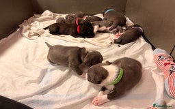 Staffordshire Bull Terrier dogs for sale: Staffordshire Bull Terrier puppies for sale  - Image 22