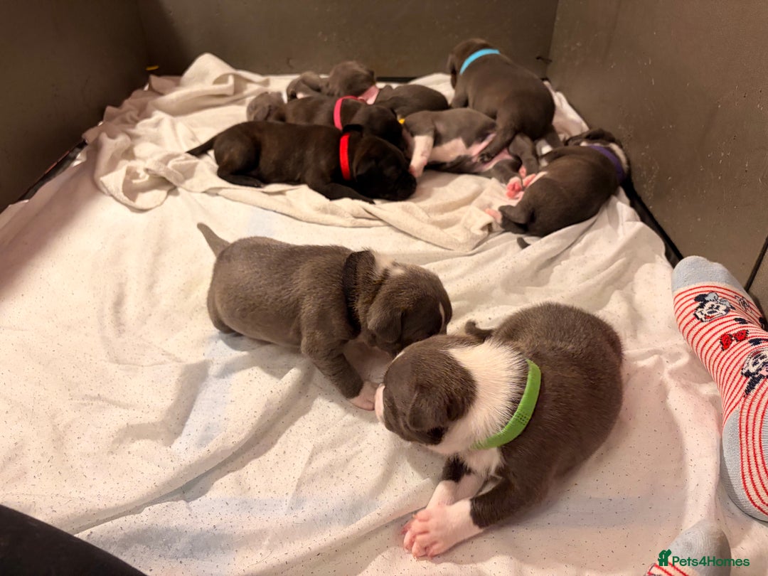 Staffordshire Bull Terrier dogs for sale: Staffordshire Bull Terrier puppies for sale  - Image 22