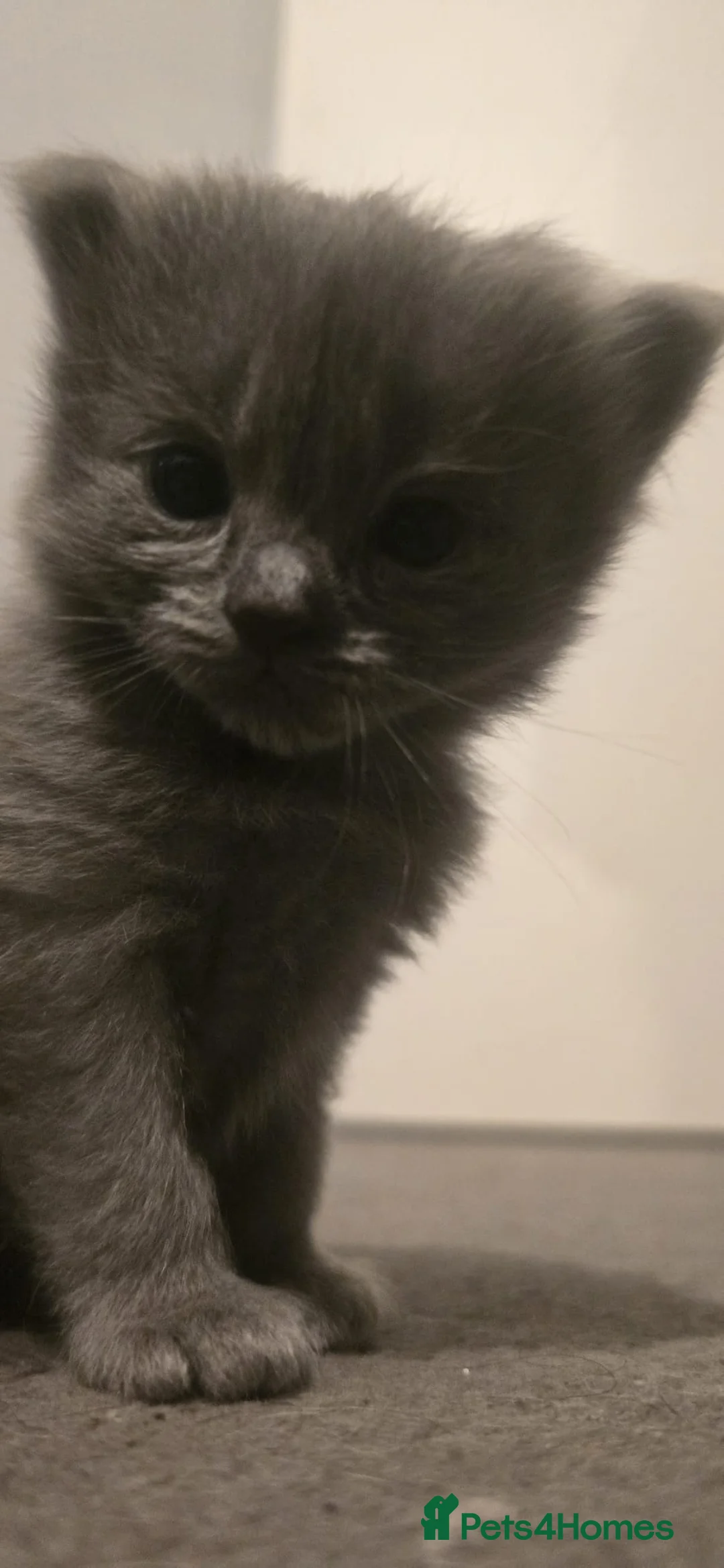 Ragdoll cats for sale: Ragdoll x Siberian mix - Advert 22