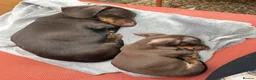 Miniature Dachshund dogs for sale: Dachshund mini puppies  in Hastings - Advert 14