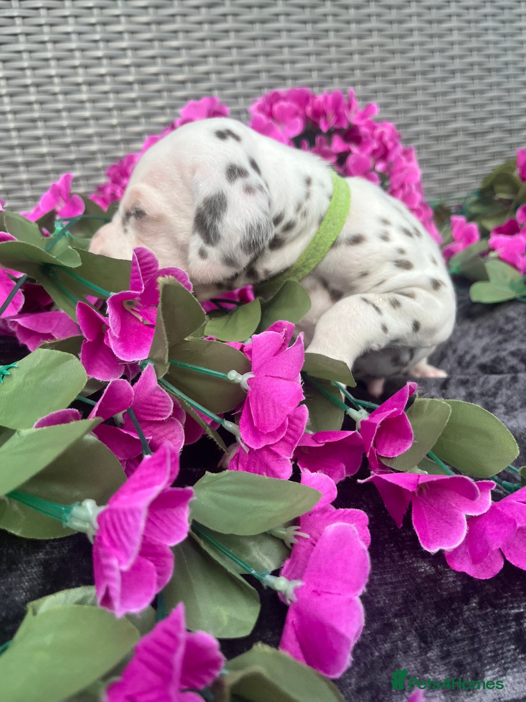 Dalmatian dogs for sale: Beautiful KC registered litter of dalmations  - Image 24