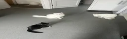 Turkish Van cats for sale: Beautiful Turkish van kittens for sale.  - Advert 2