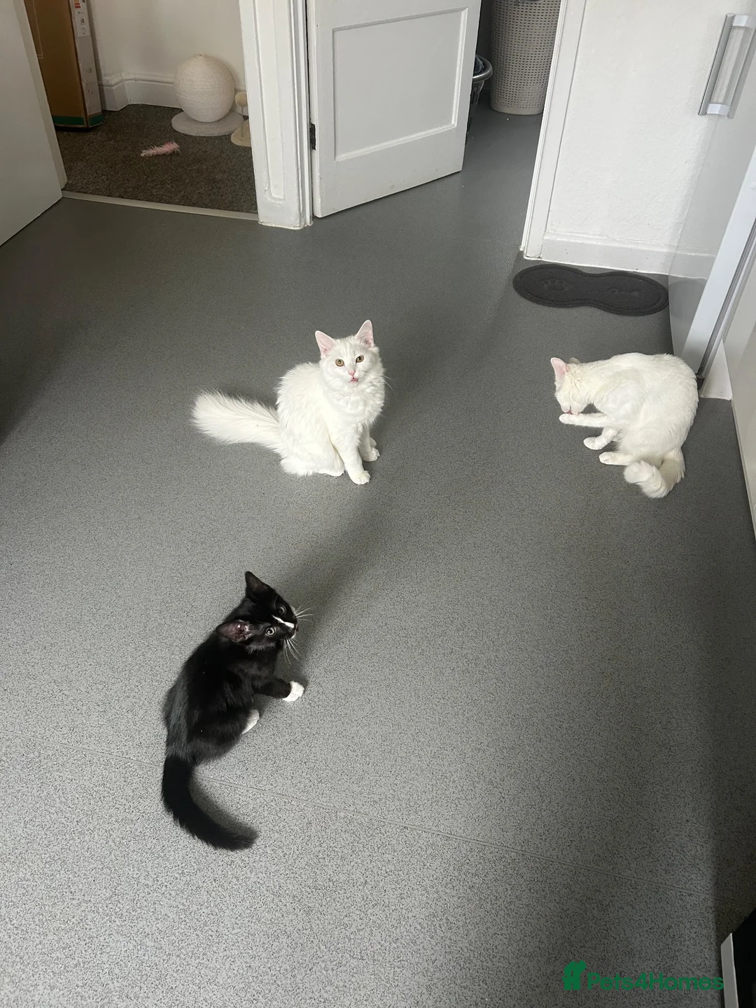 Turkish Van cats for sale: Beautiful Turkish van kittens for sale.  - Advert 2