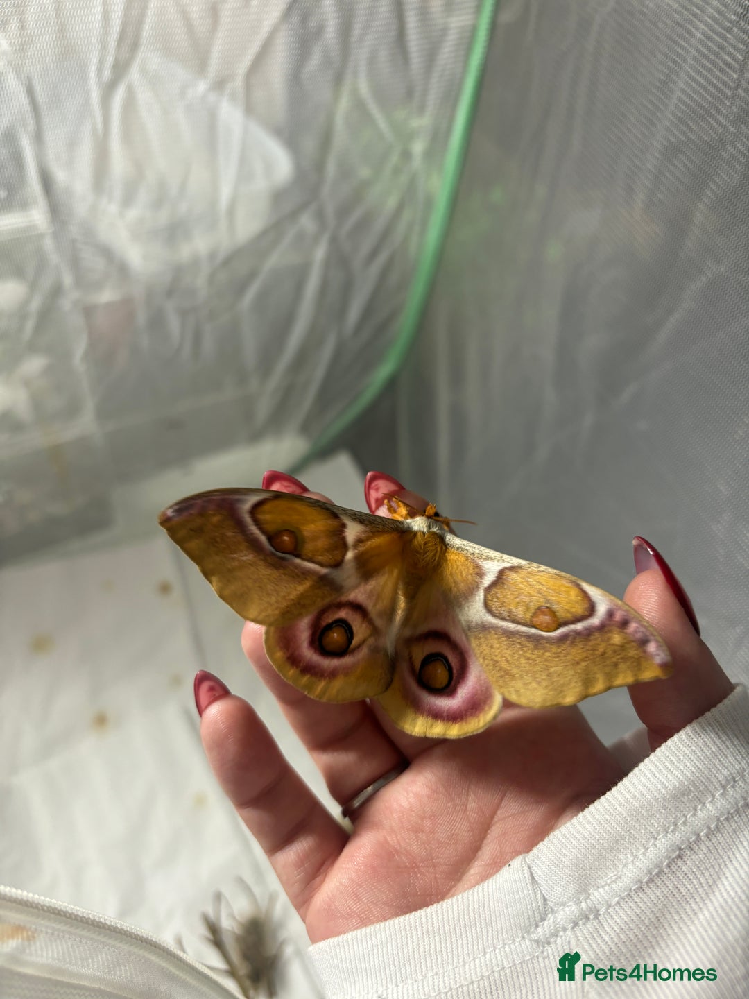 Worms invertebrates for sale: Madagascan bullseye caterpillars  - Advert 3