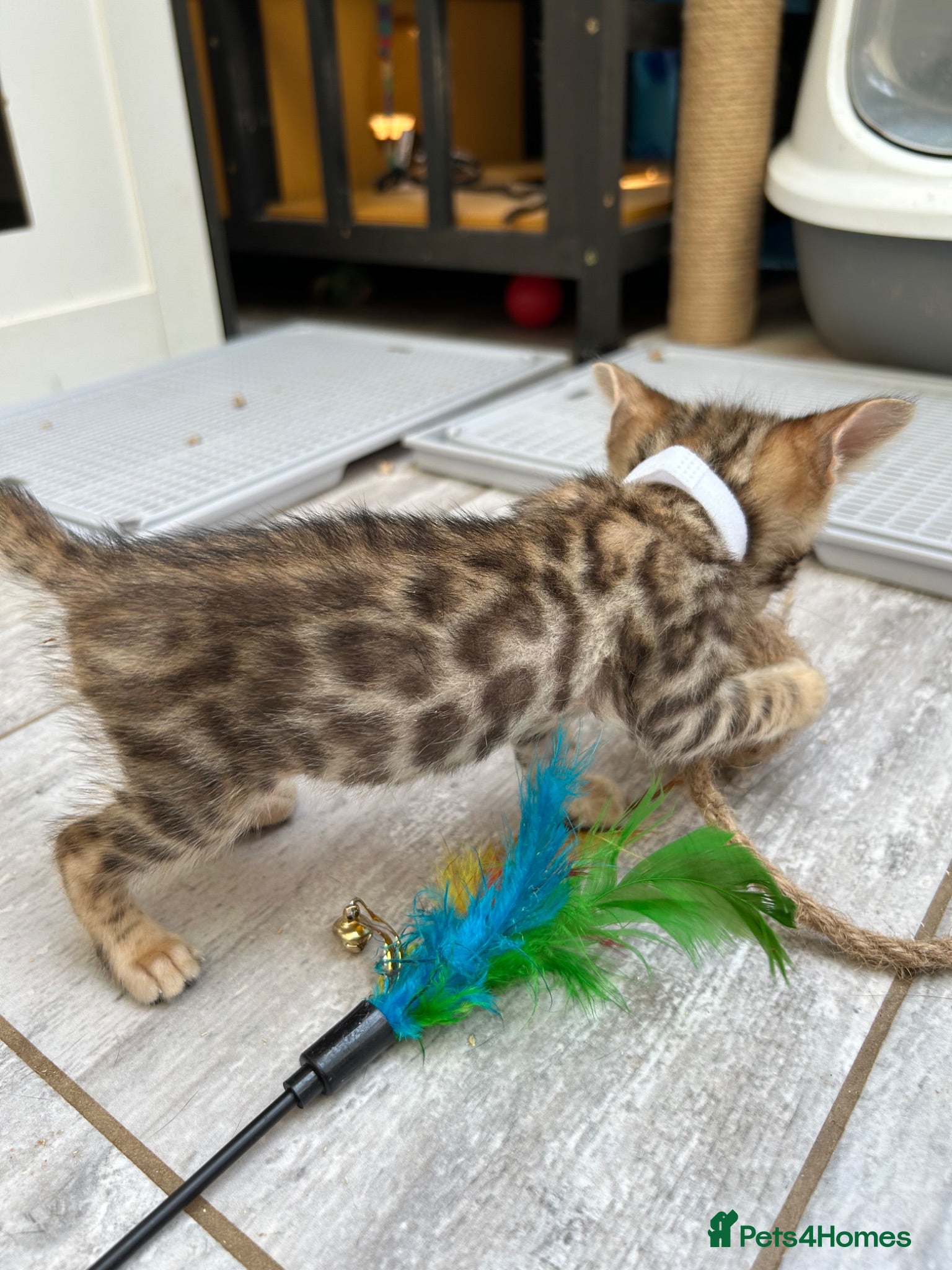 Bengal cats Stunning Bengal Kittens Ready for Reservation 😍 - Advert 2