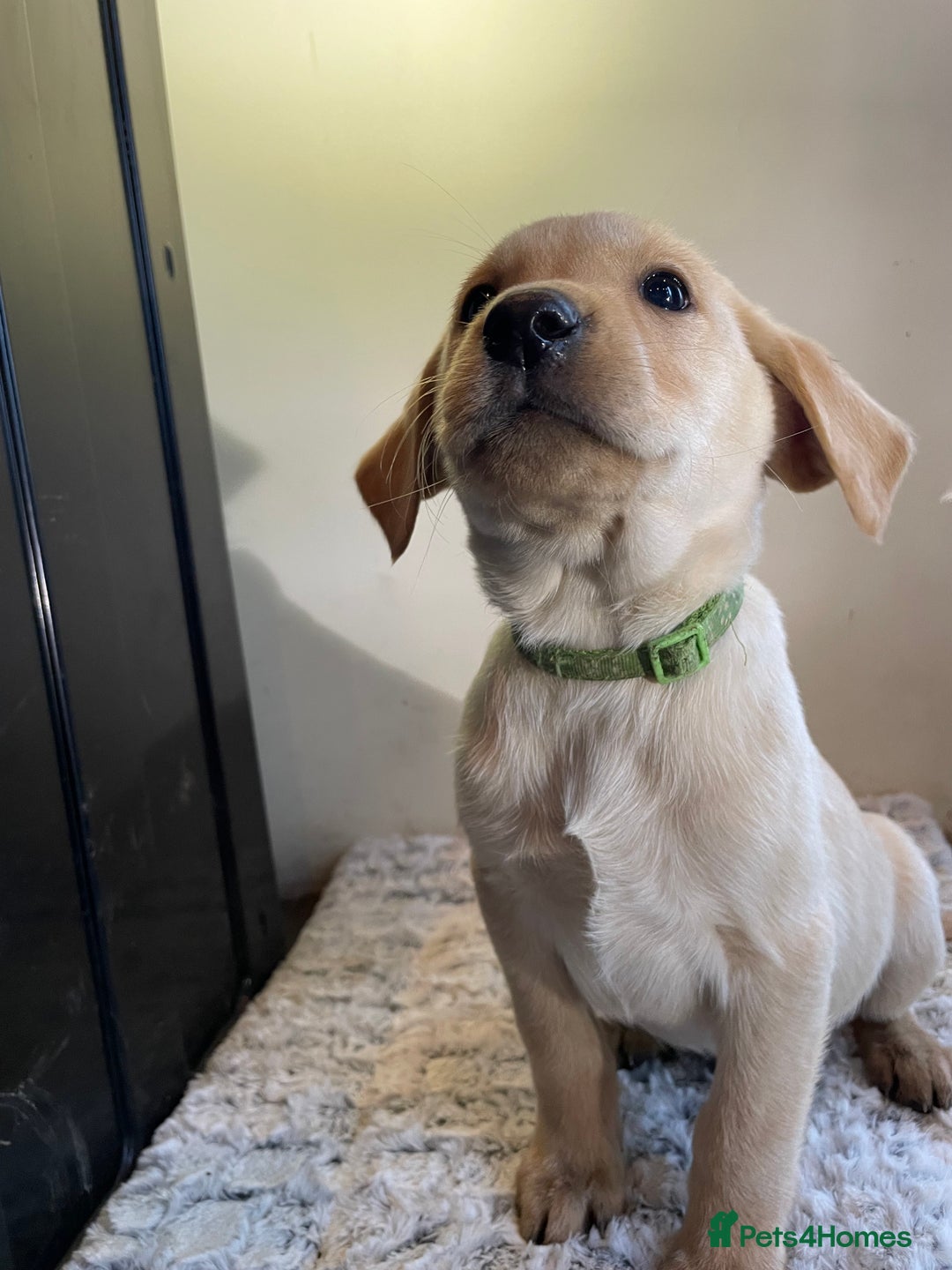 Labrador Retriever dogs for sale: Reduced to 1200 Ready to go now   - Advert 32