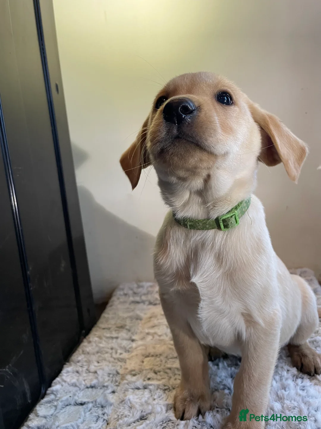 Labrador Retriever dogs for sale: All Reduced to £850 Ready to go now only 1 left - Advert 32