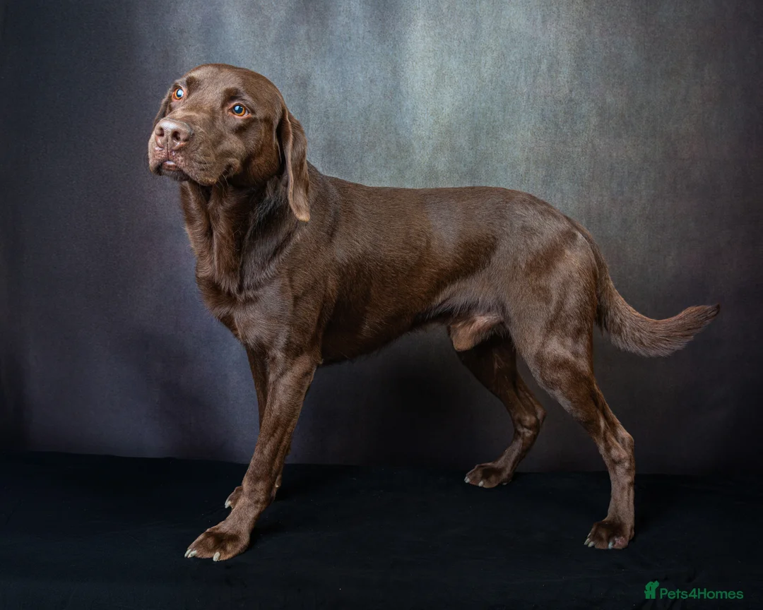 Labrador Retriever dogs for stud: KC REGISTERED CHOCOLATE STUD DOG  - Advert 2