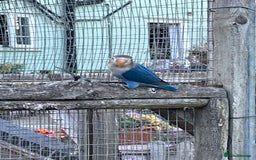 Lovebirds birds for sale: Fishers Lovebirds for sale - Image 3