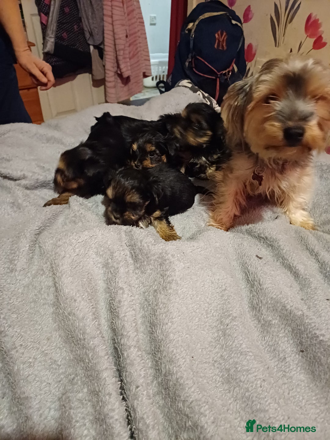 Yorkshire Terrier dogs for sale: Yorkshire terrier  - Advert 4