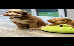 Labradoodle dogs for sale: Fully health tested Multigen puppies - Image 10