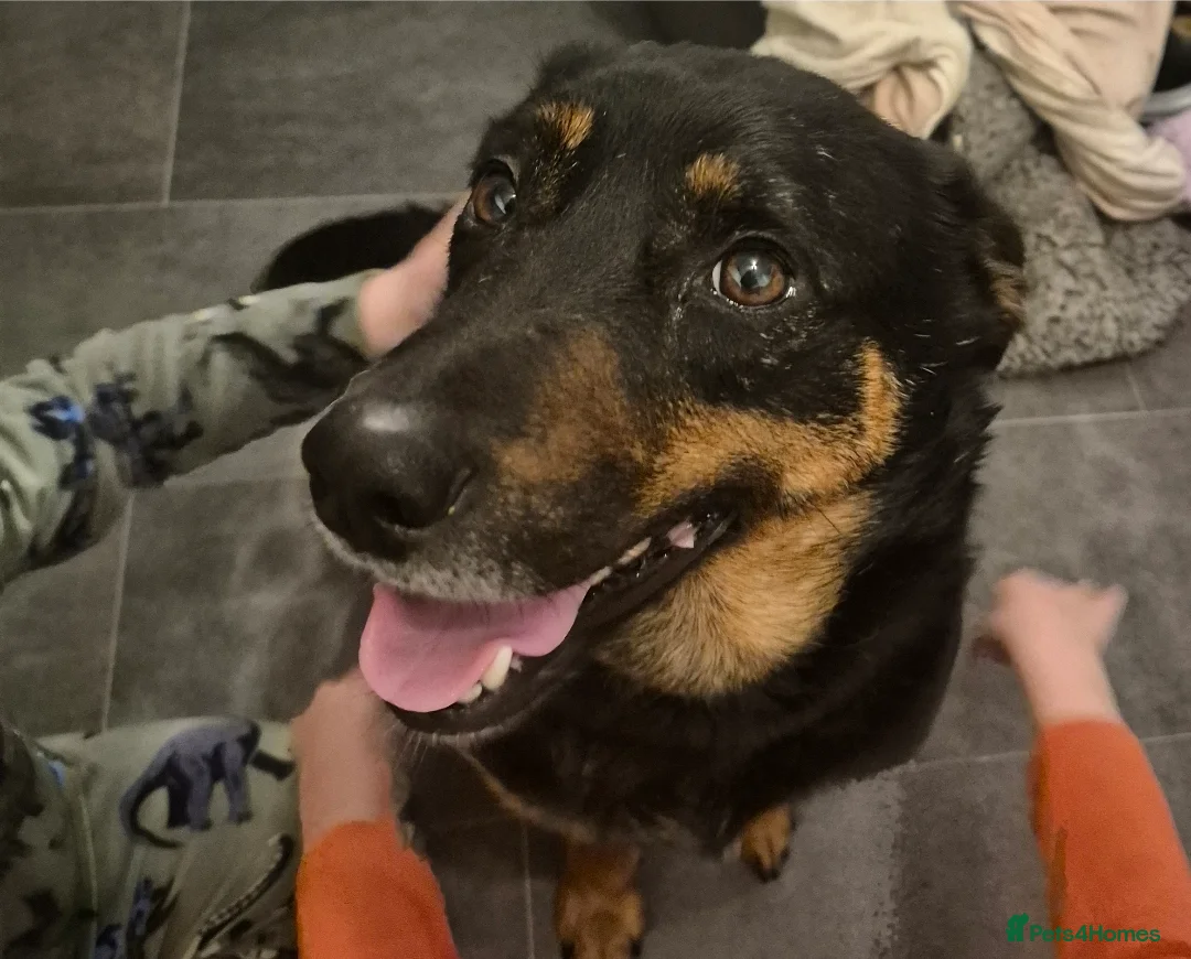 Mixed Breed dogs for sale: Kelpie x Collie pups  - Advert 2