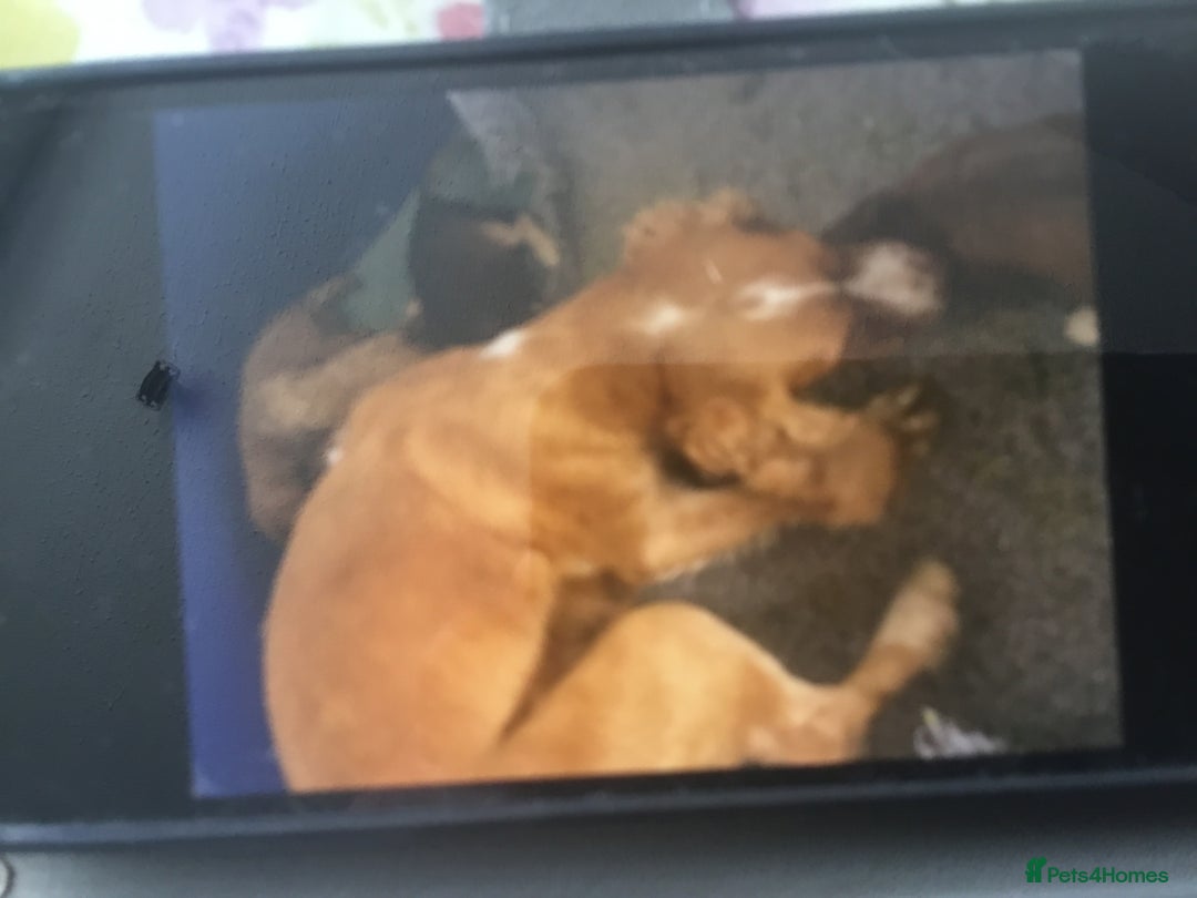 Cocker Spaniel dogs for sale: Adorable Kc reg Cocker pups - Image 18