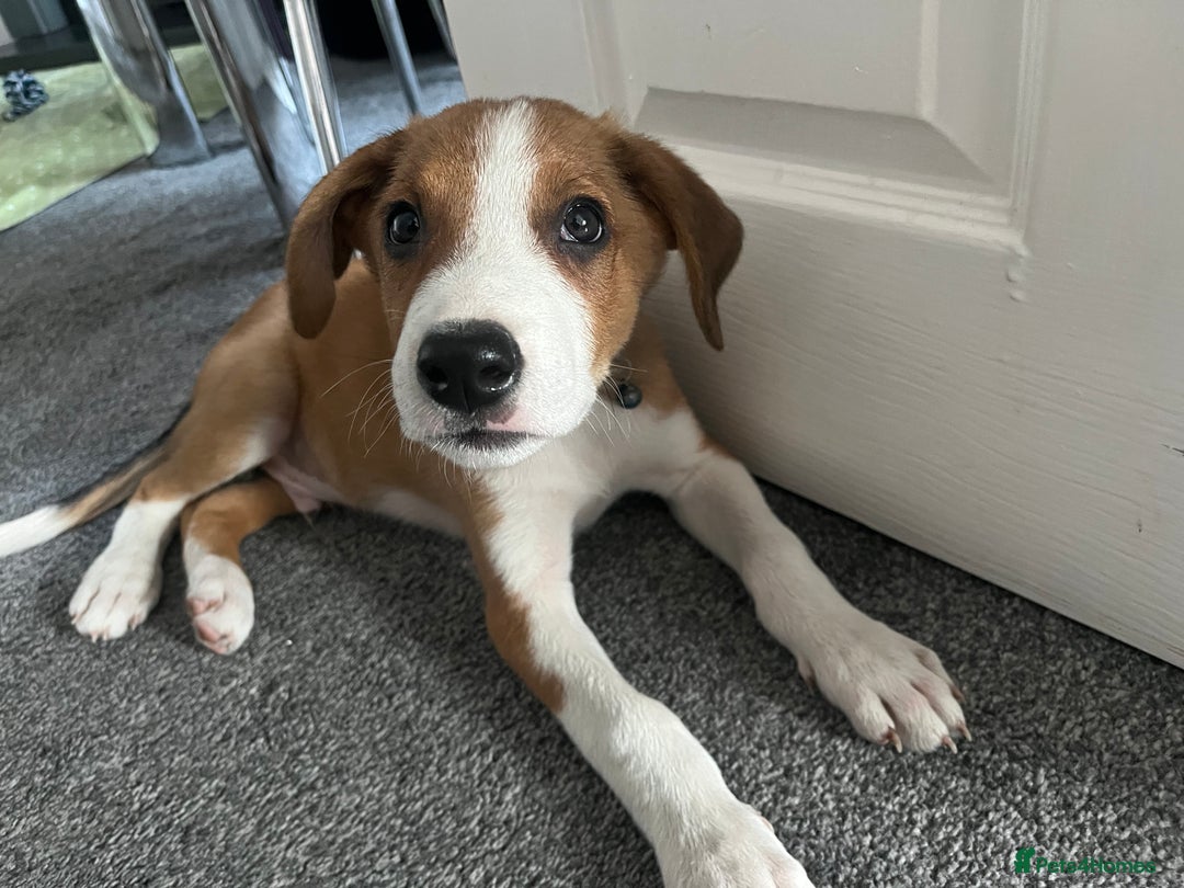 Mixed Breed dogs for sale: Collie x Huntaway Pup - Image 1
