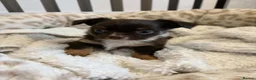 Chihuahua dogs for sale: Long Haired Chihuaua puppies in Wigan - Advert 2