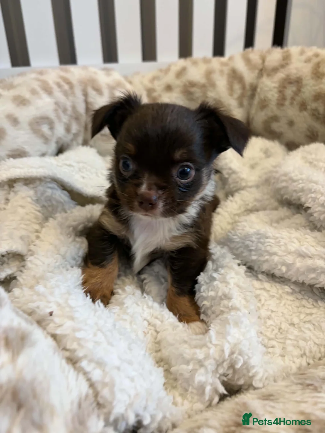 Chihuahua dogs for sale: Long Haired Chihuaua puppies in Wigan - Advert 2
