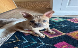 Mixed Breed dogs for sale: Frenchie cross  - Image 3